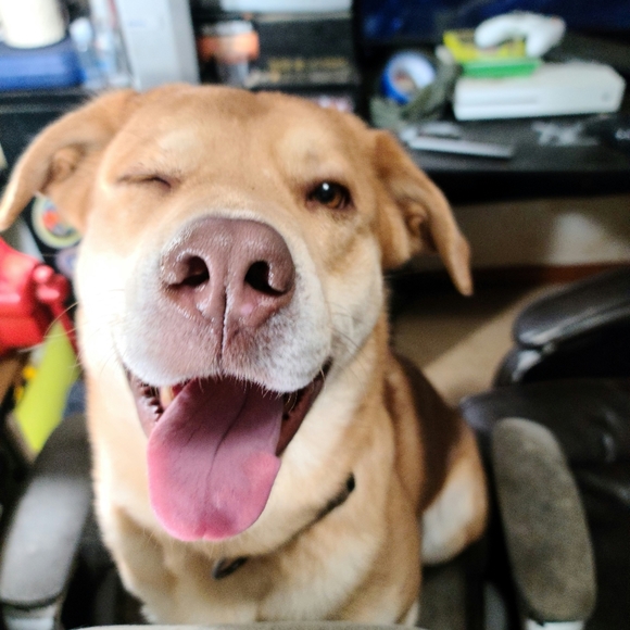 Meet your Posher, Jarrod - Picture 1 of 1